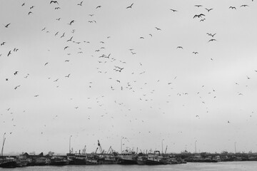 flock of birds in the sky