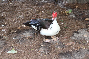 Duck looking at Camera