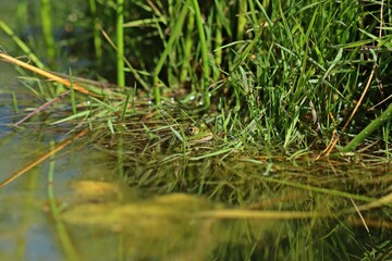 Ruhender Teichfrosch am Teichufer