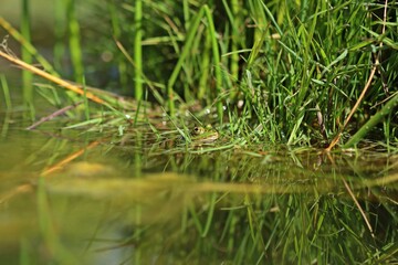 Ruhender Teichfrosch am Teichufer