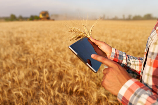 Precision farming. Farmer hands hold tablet using online data management software with maps at wheat field. Agronomist working with touch computer screen to control and analyse agriculture business.