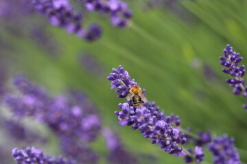Biene auf Lavendel