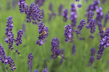 Biene auf Lavendel