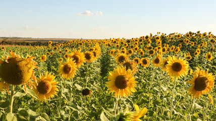 The sunflower plantation, a large yellow flower is cultivated for its edible oils and fruits, the name derives from the shape of its inflorescence, the heliotropic rotates the stem towards the sun