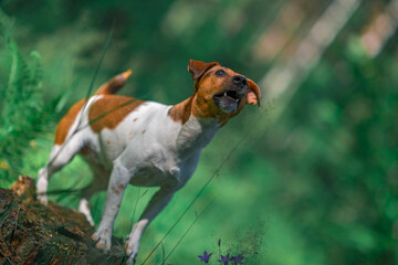 Jack Russell Terrier is standing on a stump in the forest. Photographed close-up.