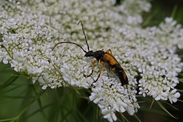 Gefleckter Schmalbock (Rutpela maculata) auf Wilder Möhre (Daucus carota)