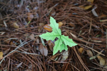 Sprouting in the Summer
