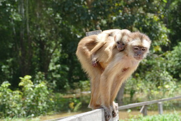 White-fronted capuchin (Cebus albifrons) monkey of the subfamily Cebinae. This wild animal with a little baby on his back was seen in the rainforest near Manaus, Amazonas, Brazil