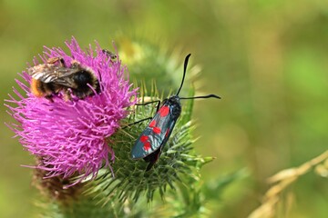 Sechsfleckwidderchen (Zygaena filipendulae) und Hummel auf Kratzdistel.