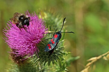 Sechsfleckwidderchen (Zygaena filipendulae) und Hummel auf Kratzdistel.