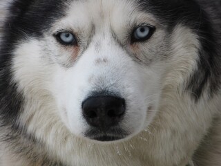 Husky dog portrait - husky dog with pale blue eyes 