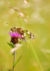 marbled white butterfly