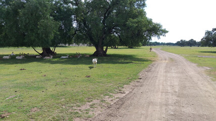 Wild animals, animales silvestres, pradera, campo