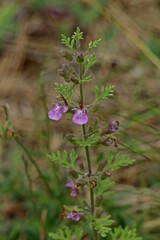 Trauben-Gamander (Teucrium botrys)