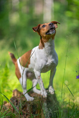Jack Russell Terrier is standing on a stump in the forest. Photographed close-up.