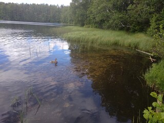  Mother duck swimming with newly hatched baby ducks