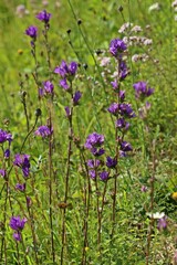 Obraz premium Knäuel-Glockenblume (Campanula glomerata).