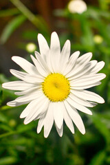 Fototapeta premium Beautiful white chamomile flower, floral background