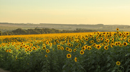 The sunflower plantation, a large yellow flower is cultivated for its edible oils and fruits, the name derives from the shape of its inflorescence, the heliotropic rotates the stem towards the sun