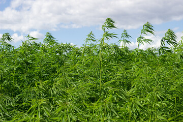 the cultivation of hemp for medicinal purposes, and for cosmetics. Green cannabis plants in the field
