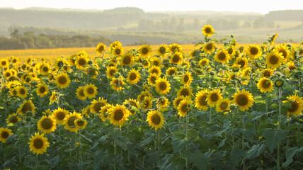 Obraz premium Planting or cultivation of sunflower, plant with the particularity of being heliotropic, rotates the stem always positioning its flower towards the sun
