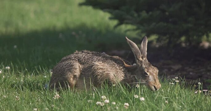 wild hare lepus europaeus feeding on fresh grass