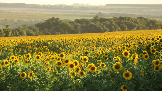 Planting or cultivation of sunflower, plant with the particularity of being heliotropic, rotates the stem always positioning its flower towards the sun