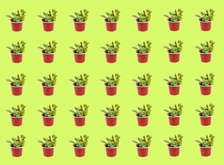 Succulent plant in a recycled coffee capsule over white background. Pattern of plants, various sizes, flat lay.