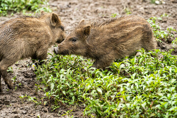 Little wild boars playing in mud