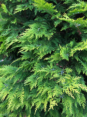 close up of a pine tree