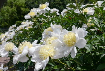 White peony flowers in garden