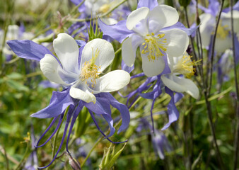 Blue aquilegia flowers in garden