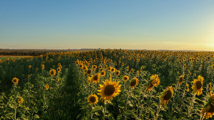 Fototapeta premium Planting or cultivation of sunflower, plant with the particularity of being heliotropic, rotates the stem always positioning its flower towards the sun