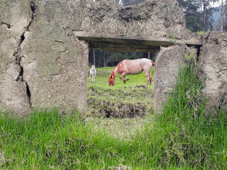 White horse and brown horse in a forest behind ruins in Sorata La Paz Bolivia
