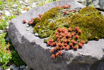 moss on stone in garden