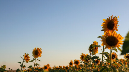 sunflower, large yellow heliotropic flower is cultivated for its edible oils and seeds, name...