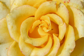 garden yellow rose. flower. close up.