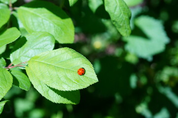 Obraz na płótnie Canvas ladybird on a leaf