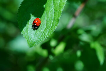 ladybug on green leaf