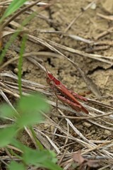 Brauner Grashüpfer (Chorthippus brunneus)