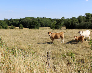 troupeau de vache