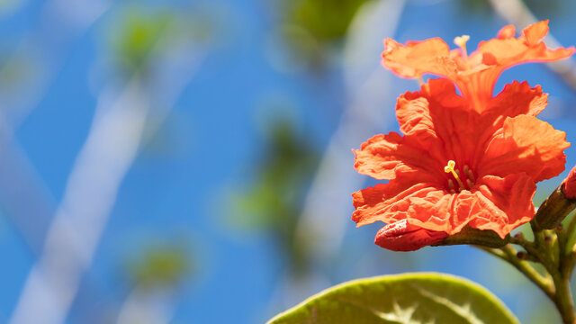 Orange Tropical Flowers In Bloom In The Sunlight