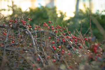 Red berries on a bush
