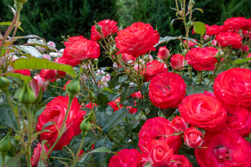 Portland international rose garden