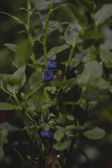 Wild blueberry in summer forest.