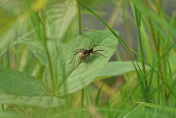 one gray spider sits on a green leaf among the grass in nature