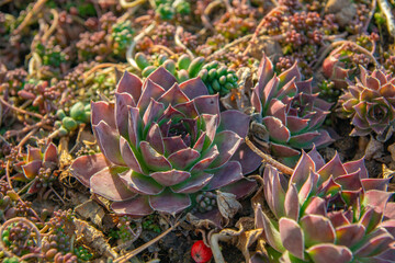 close up of succulent plant