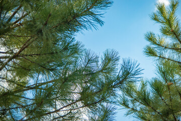 pine branches against blue sky