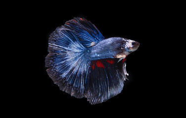 Beautiful colors