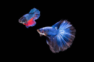 Beautiful colors"Halfmoon Betta" capture the moving moment beautiful of siam betta fish in thailand on black background